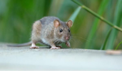 池州除老鼠公司分析关于“鼠疫”的相关知识
